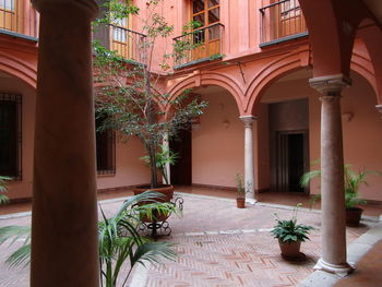 Potted plants on street by building