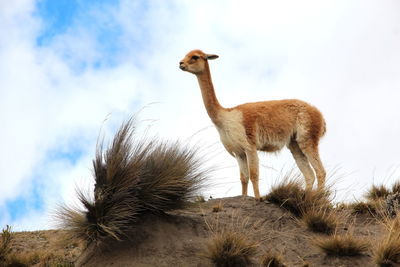 High angle view of an alpaca against cloudy sky
