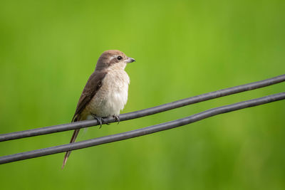 Close-up of bird perching on plant