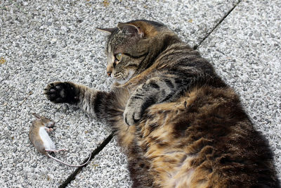 High angle view of cats