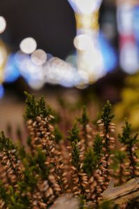 High angle view of plants growing on field