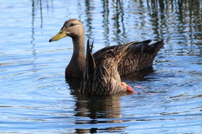 Close-up of duck swimming in lake