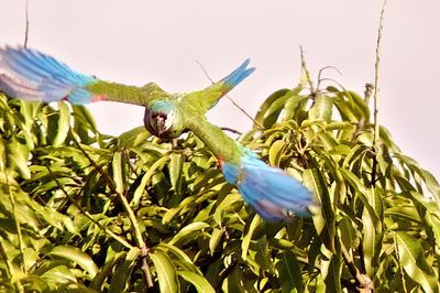 Close-up of insect on plant