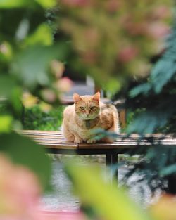 Portrait of cat relaxing outdoors