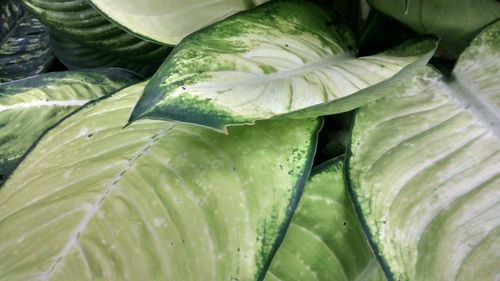 Full frame shot of green leaves