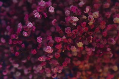 Close-up of flowers