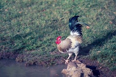 Close-up of rooster