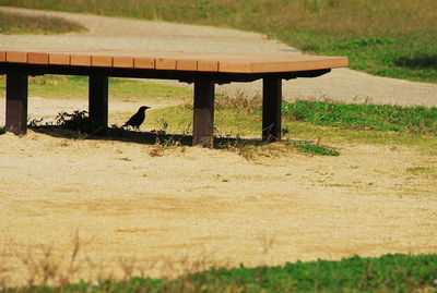 View of bird on field