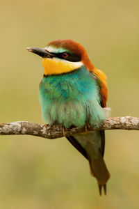 Close-up of bird perching on branch