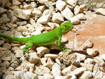 High angle view of juvenile green iguana lizard on rock