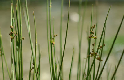 Close-up of fresh green grass