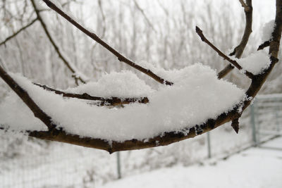 Close-up of frozen bare tree on field