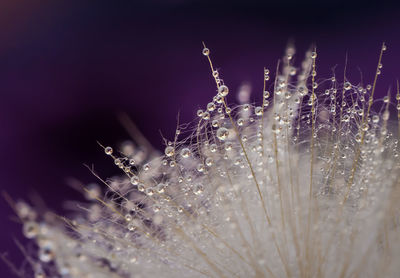 Close-up of wet spider web on plant