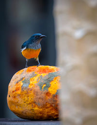 Close-up of bird perching on a rock