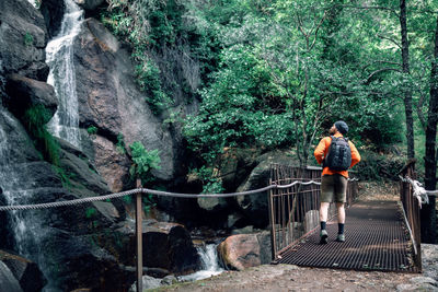Rear view of man standing on footbridge in forest