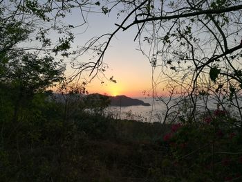 Scenic view of tree against sky during sunset