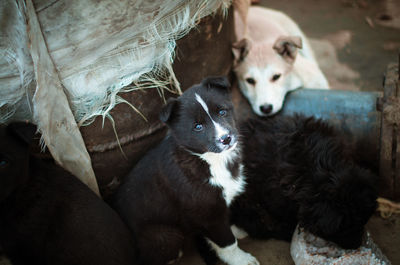 View of two dogs