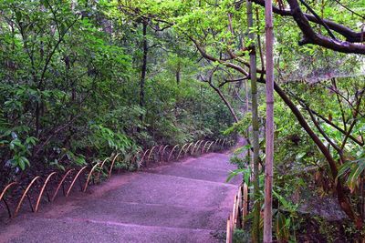 Footpath amidst trees in forest