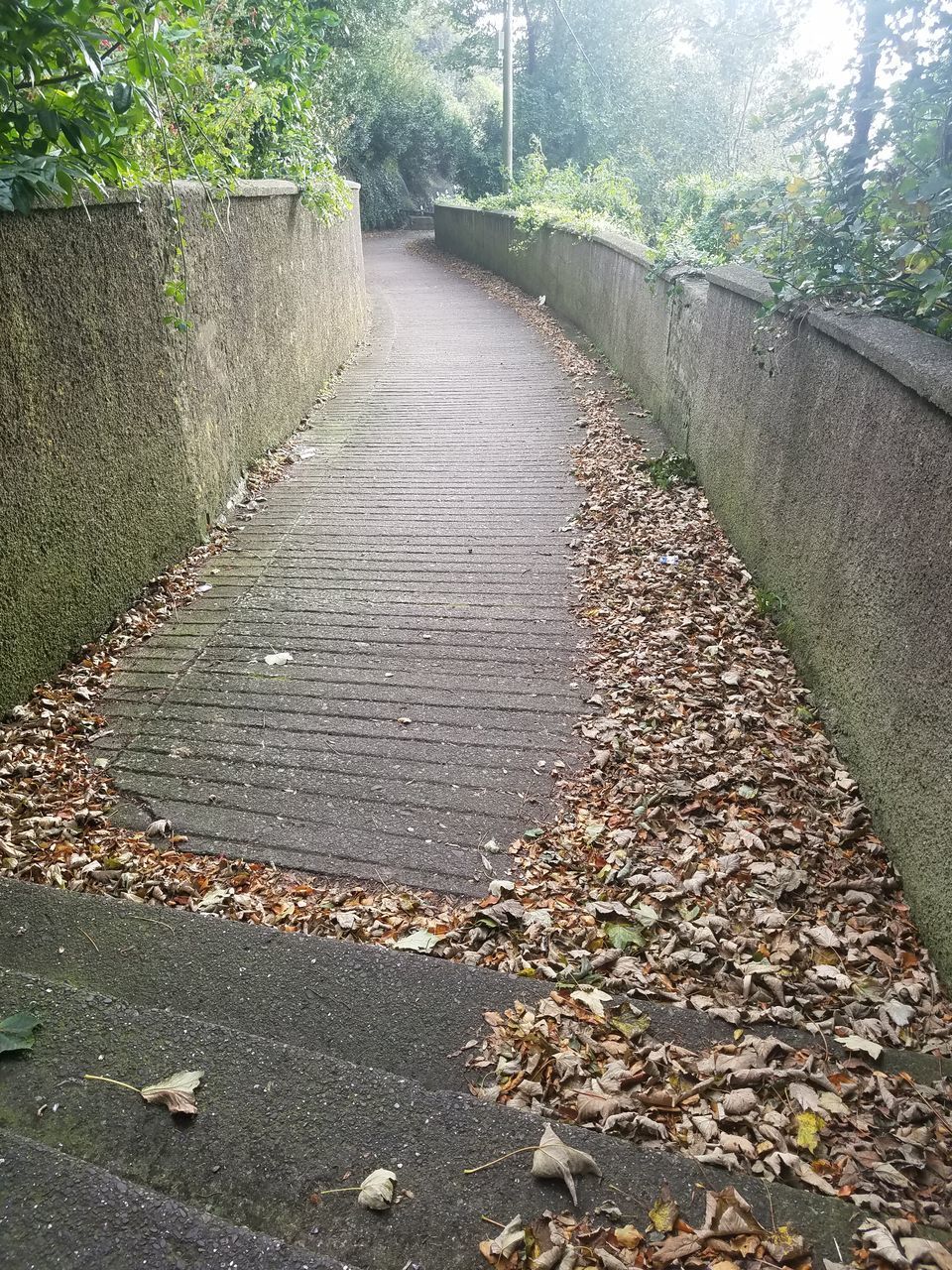 FOOTPATH AMIDST LEAVES IN PARK