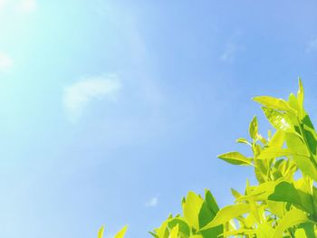 Low angle view of leaves against sky