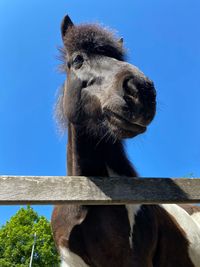 Close-up of horse against blue sky
