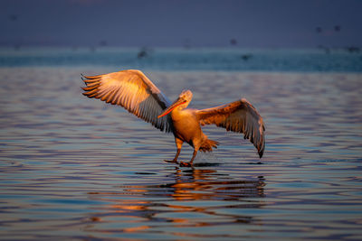 Bird flying over lake