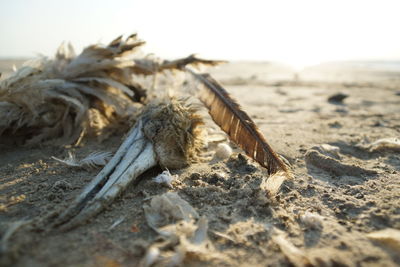 Close-up of lizard on sand at beach