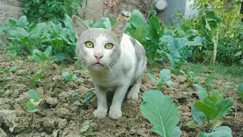 Close-up portrait of cat by plants