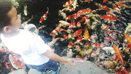 View of fish swimming in pond