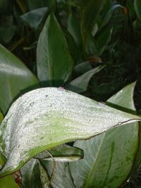 Close-up of green leaf