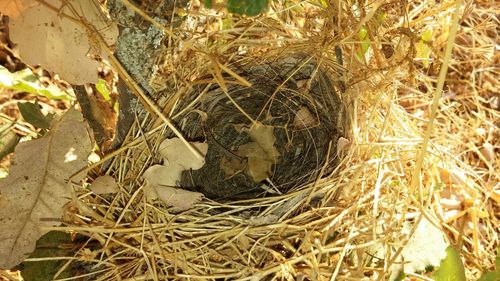 High angle view of bird in nest