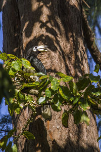 Close-up of lizard on tree