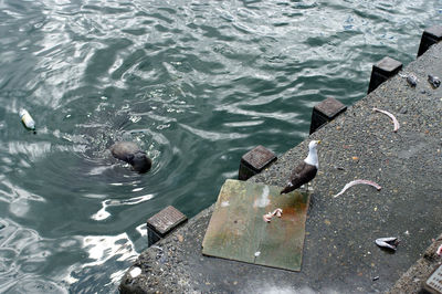 High angle view of ducks swimming in sea