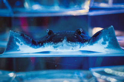 Close-up of jellyfish swimming in aquarium