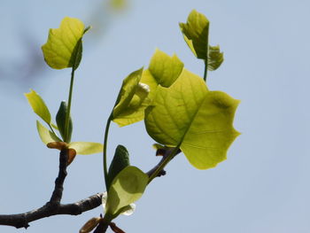 Low angle view of leaves against clear sky