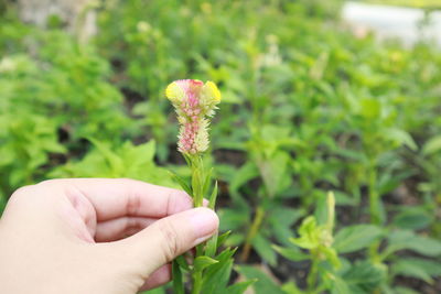 Close-up of hand holding red flower