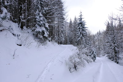 Snow covered land and trees on field during winter