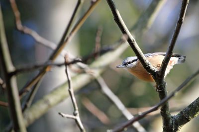 Close-up of bird perching on tree