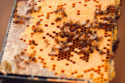 High angle view of bee on table