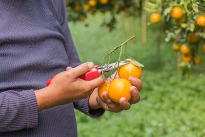Close-up of woman harvesting oranges