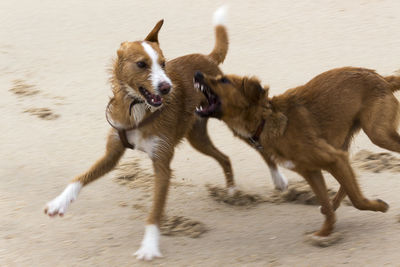 Dog running on sand