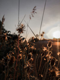 Close-up of wilted flower on field against sky during sunset