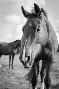 Close-up of horse in field