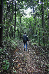 Rear view of man walking in forest