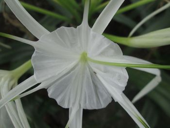 Close-up of white flower