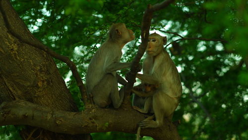 Low angle view of monkey sitting on tree in forest