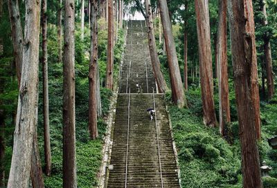 Footbridge amidst trees in forest