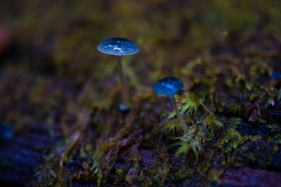 Close-up of mushrooms growing on field