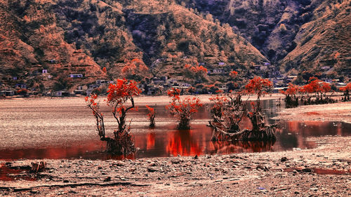 Trees by lake against sky during autumn