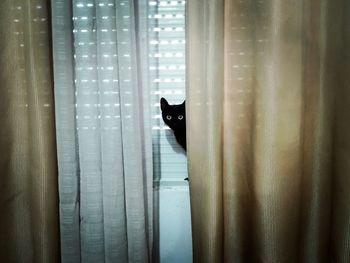 Portrait of black cat in window